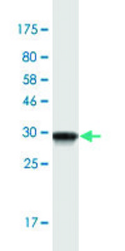 Monoclonal Anti-PKIB antibody produced in mouse clone 7F8, purified immunoglobulin