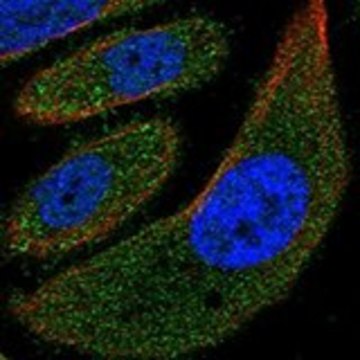 Anti-MYH15 antibody produced in rabbit Prestige Antibodies&#174; Powered by Atlas Antibodies, affinity isolated antibody, buffered aqueous glycerol solution