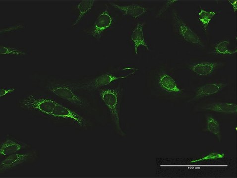 Anti-IMPDH2 antibody produced in rabbit purified immunoglobulin, buffered aqueous solution