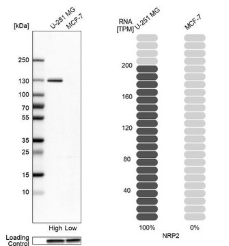 Anti-NRP2 antibody produced in rabbit Prestige Antibodies&#174; Powered by Atlas Antibodies, affinity isolated antibody