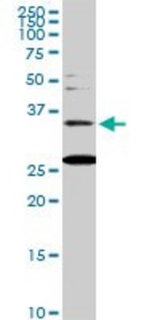 Monoclonal Anti-BARHL1 antibody produced in mouse clone 2B11, purified immunoglobulin, buffered aqueous solution