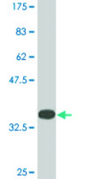 Monoclonal Anti-JARID1B antibody produced in mouse clone 1G10, ascites fluid