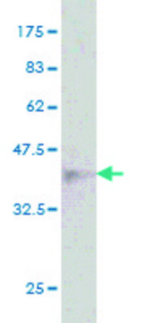 Monoclonal Anti-UBE4B antibody produced in mouse clone 8F9, purified immunoglobulin, buffered aqueous solution