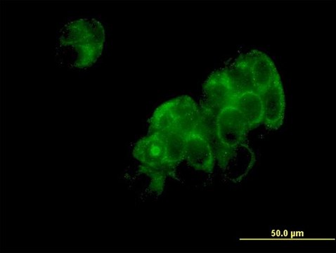 Monoclonal Anti-DNPEP antibody produced in mouse clone 2F9-3A7, purified immunoglobulin, buffered aqueous solution
