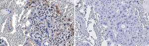 Anti-PPAR&#947; Antibody, clone 1I19 ZooMAb&#174; Rabbit Monoclonal recombinant, expressed in HEK 293 cells