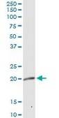 Anti-MRPL12 antibody produced in rabbit purified immunoglobulin, buffered aqueous solution