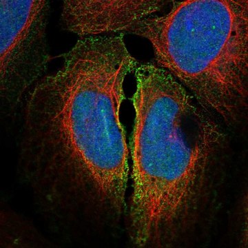 Anti-Gjc1 Antibody Produced In Rabbit Prestige Antibodies&#174; Powered by Atlas Antibodies, affinity isolated antibody, buffered aqueous glycerol solution