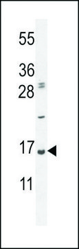 ANTI-UBA52(C-TERMINAL) antibody produced in rabbit affinity isolated antibody, buffered aqueous solution