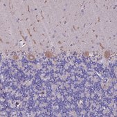 Anti-SELENOT antibody produced in rabbit Prestige Antibodies&#174; Powered by Atlas Antibodies, affinity isolated antibody, buffered aqueous glycerol solution