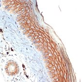 Anti-PERP antibody produced in rabbit