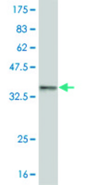 ANTI-HEYL antibody produced in mouse clone 3D3, purified immunoglobulin, buffered aqueous solution