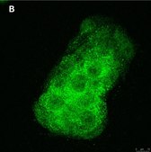 Anti-BMP-2 Antibody, clone 4O5 ZooMAb&#174; Rabbit Monoclonal recombinant, expressed in HEK 293 cells