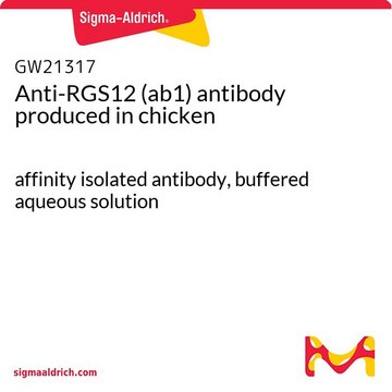 Anti-RGS12 (ab1) antibody produced in chicken affinity isolated antibody, buffered aqueous solution