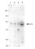 Anti-ATIC (AB2) antibody produced in rabbit IgG fraction of antiserum