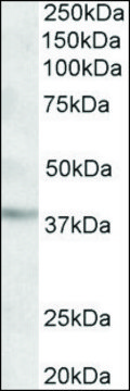 Anti-GHITM antibody produced in goat affinity isolated antibody, buffered aqueous solution