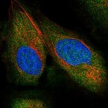 Anti-NEDD9 antibody produced in rabbit Prestige Antibodies&#174; Powered by Atlas Antibodies, affinity isolated antibody, buffered aqueous glycerol solution