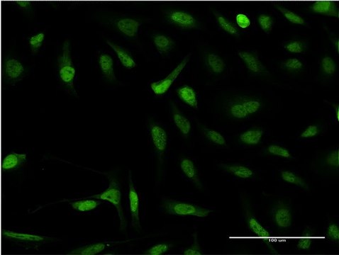 Monoclonal Anti-SNAPC4 antibody produced in mouse clone 3F10, purified immunoglobulin, buffered aqueous solution