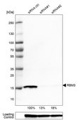 Monoclonal Anti-RBM3 antibody produced in mouse Prestige Antibodies&#174; Powered by Atlas Antibodies, clone CL0296, purified immunoglobulin, buffered aqueous glycerol solution