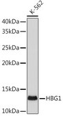 Anti-HBG1 Antibody, clone 1R9T7, Rabbit Monoclonal