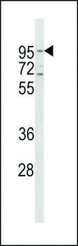 ANTI-CD71(C-TERMINAL) antibody produced in rabbit purified immunoglobulin, buffered aqueous solution
