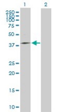 Anti-MRPS31 antibody produced in mouse purified immunoglobulin, buffered aqueous solution