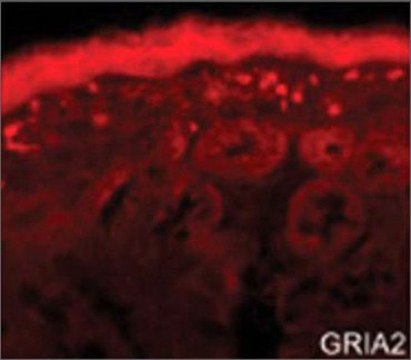 Anti-GRIA2 (AB2) antibody produced in rabbit IgG fraction of antiserum