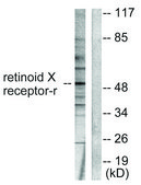 Anti-Retinoid X Receptor &#947; antibody produced in rabbit affinity isolated antibody