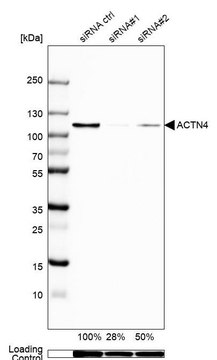 Anti-ACTN4 antibody produced in rabbit Prestige Antibodies&#174; Powered by Atlas Antibodies, affinity isolated antibody, buffered aqueous glycerol solution