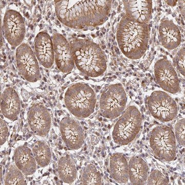 Anti-PSMA4 antibody produced in rabbit Prestige Antibodies&#174; Powered by Atlas Antibodies, affinity isolated antibody, buffered aqueous glycerol solution