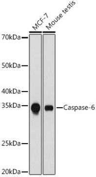 Anti-Caspase-6 Antibody, clone 2W4G2, Rabbit Monoclonal
