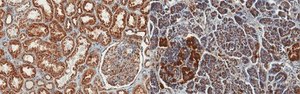 Anti-LAMP-1 Antibody, clone H4A3 clone H4A3, from mouse