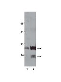 Anti-acetyl-Lysine Antibody, clone 4G12 clone 4G12, Upstate&#174;, from mouse