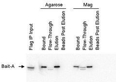 Anti-FLAG&#174; M2 Magnetic Beads affinity isolated antibody