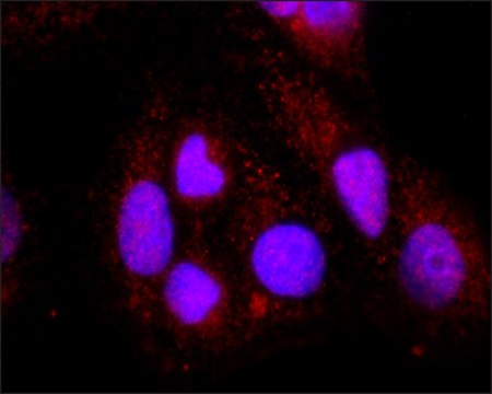 Anti-JAK2 antibody, Mouse monoclonal clone 10.1.5, purified from hybridoma cell culture