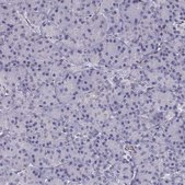 Anti-POU1F1 antibody produced in rabbit Prestige Antibodies&#174; Powered by Atlas Antibodies, affinity isolated antibody, buffered aqueous glycerol solution