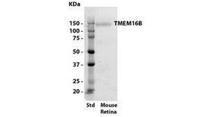 Anti-TMEM16B Antibody, clone 13B8 clone 13B8, from mouse