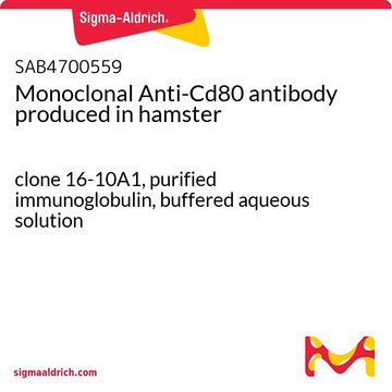 Monoclonal Anti-Cd80 antibody produced in hamster clone 16-10A1, purified immunoglobulin, buffered aqueous solution