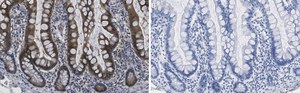 Anti-Caspase-7 Antibody, clone 1E21 ZooMAb&#174; Rabbit Monoclonal recombinant, expressed in HEK 293 cells