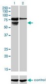 Monoclonal Anti-PGM3 antibody produced in mouse clone 1E2-1B12, purified immunoglobulin, buffered aqueous solution