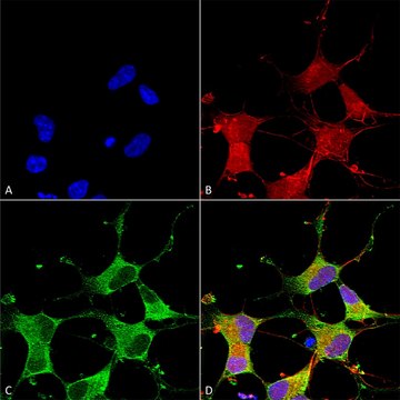 Monoclonal Anti-Nalcn - Atto 594 antibody produced in mouse clone S187-7, purified immunoglobulin