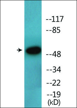 Anti-phospho-ATF2 (pSer112 or 94) antibody produced in rabbit affinity isolated antibody