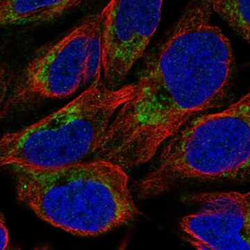 Anti-NMNAT3 antibody produced in rabbit Prestige Antibodies&#174; Powered by Atlas Antibodies, affinity isolated antibody
