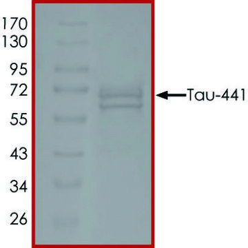 TAU-441, GSK3BETA-Phosphorylated recombinant