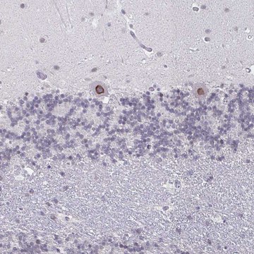 Anti-NUP133 antibody produced in rabbit Prestige Antibodies&#174; Powered by Atlas Antibodies, affinity isolated antibody, buffered aqueous glycerol solution