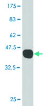 Monoclonal Anti-GADD45G antibody produced in mouse clone 1D3, purified immunoglobulin, buffered aqueous solution