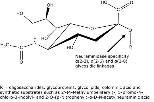 Neuraminidase from Vibrio cholerae Type III, buffered aqueous solution, 0.2 &#956;m filtered, 1-5&#160;units/mg protein (Lowry, using NAN-lactose)