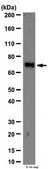 Anti-Themis Antibody from rabbit, purified by affinity chromatography