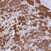 Anti-LIPF antibody produced in rabbit Prestige Antibodies&#174; Powered by Atlas Antibodies, affinity isolated antibody, buffered aqueous glycerol solution