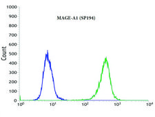 Anti-MAGE-A1 antibody, Rabbit monoclonal clone SP194, recombinant, expressed in proprietary host, affinity isolated antibody