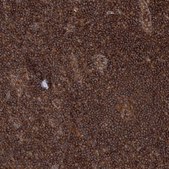 Anti-WDR37 antibody produced in rabbit Prestige Antibodies&#174; Powered by Atlas Antibodies, affinity isolated antibody, buffered aqueous glycerol solution